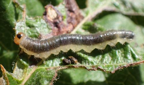 Priophorus compressicornis